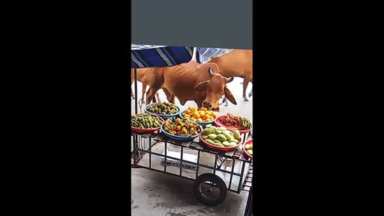 Humorous cow steals fruit from cart in Hue City, Vietnam
