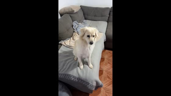 Dog blocks owner's playful kicks with its paw in San Nicolás, Chile