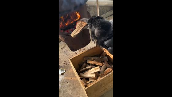 Crow helps gather firewood beside stove in Shandong, China