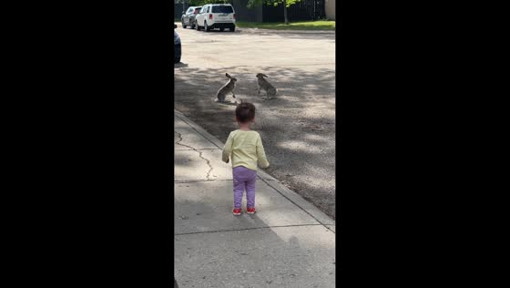 Rabbits suddenly break into fight in front of toddler in Saskatoon, Canada