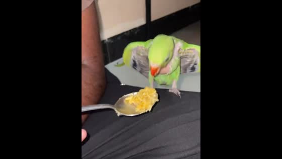 Parrot prefers curry rice over plain rice in Ratlam, Madhya Pradesh, India