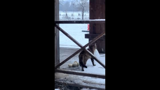 Cat attempts to steal buns but fails in Xinjiang, China