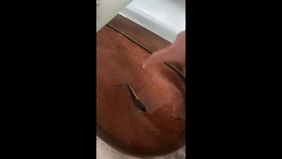 Fish jumps and bites finger in Guangdong, China