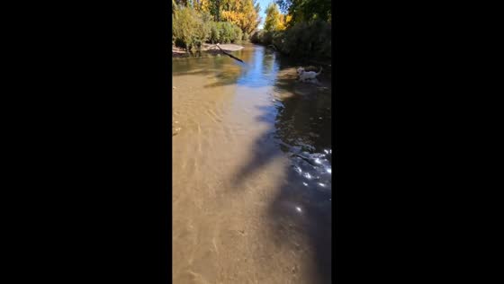 Serene autumn stroll with a dog by the riverside amid fall colors in USA