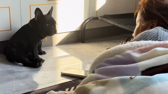 Playful French bulldog startled by owner’s sudden gesture in Heilongjiang, China