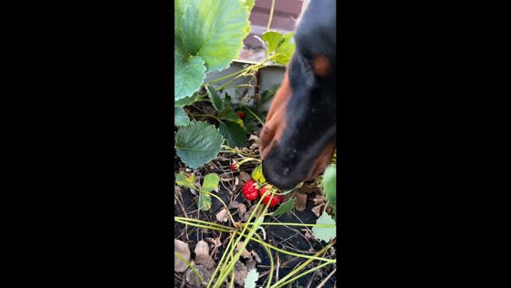 Doberman enjoys fresh strawberries from garden in Kazan, Russia