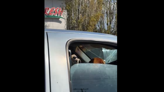 Golden dog unbothered by barking dogs in Vancouver