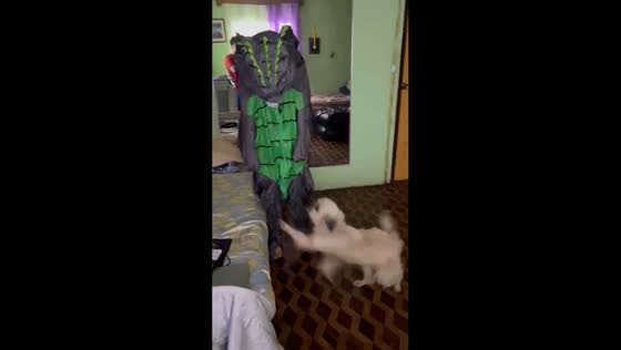 Dogs react to owner in costume in Aringay, La Union, Philippines