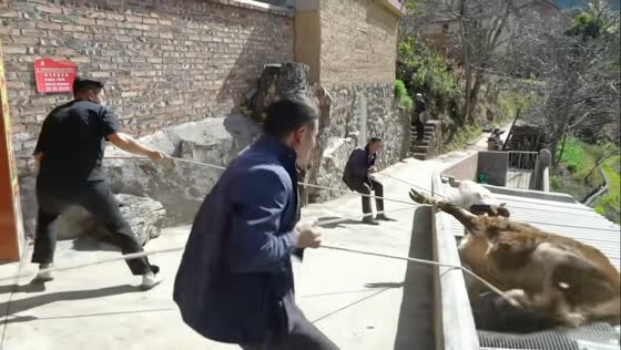 Cow falls through roof while trying to escape in Yunnan, China