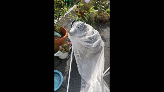 Dog walks out wrapped in curtains in Cologne, Germany