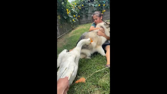 Goose fiercely attacks dog in Chongqing, China