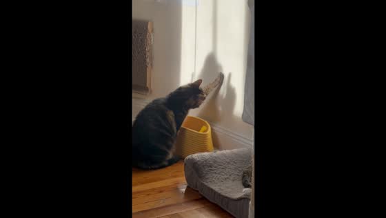 Curious cat Coco captivated by shadow play in New York