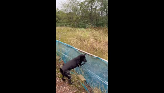 Dog’s failed jump attempt in Zhejiang, China