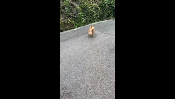 Dogs chase kicked stone and fall into canal in Chongqing, China