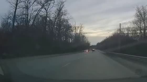 Moose nearly hit by car in Penza as driver swerves