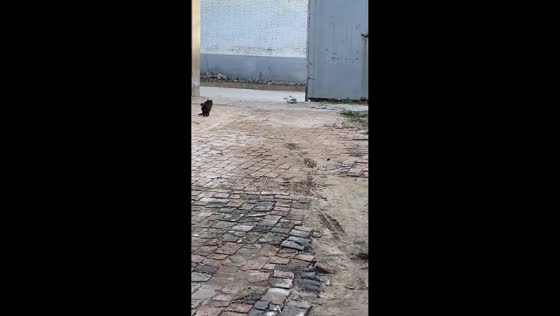 Puppy hits wall gate while fetching a ball in Hebei, China