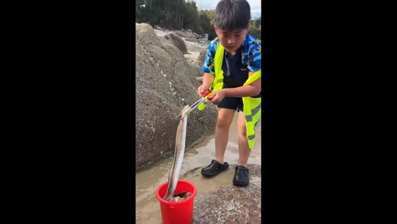 Child struggles to handle eel while beachcombing in Pingtan, China