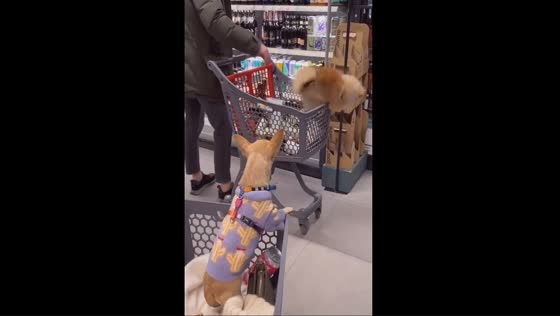 Close call: dog jumps from cart in Kyiv grocery store
