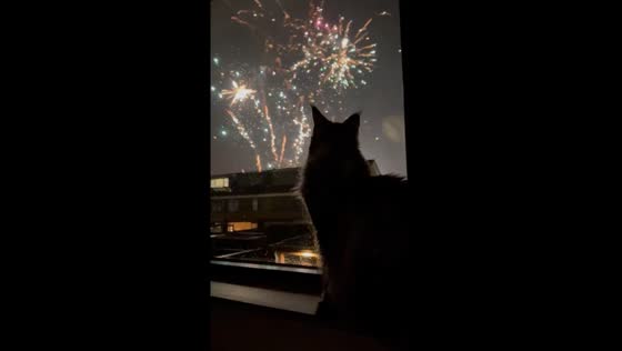 James the cat welcomes new year with firework gaze