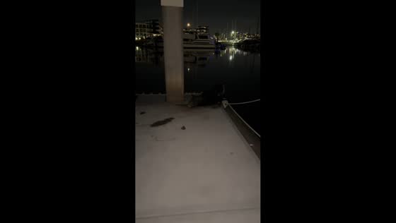 Seal startles visitor at dock in Marina del Rey, California, USA