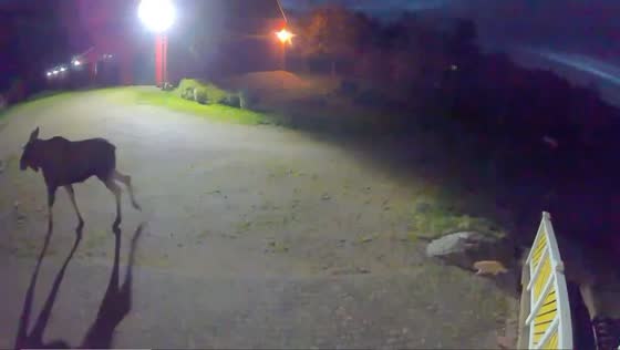 Bold Frasse's moose encounter: a curious cat's playful pursuit in Alvangen, Sweden
