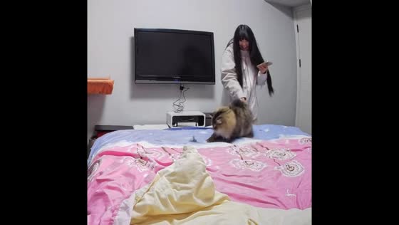Cat flips and jumps while playing with teaser wand in Jiangsu, China