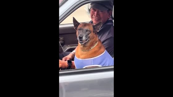 Dog cries to reach owner in car in Bangkok, Thailand