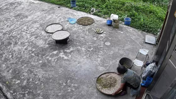 Playful dog hilariously crashes into basket and sends herbs flying in Guangdong, China  Descripti