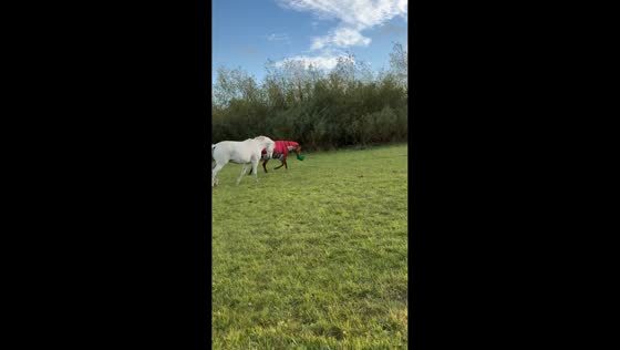 Brown horse steals white horse’s bucket in Bishop Auckland, UK