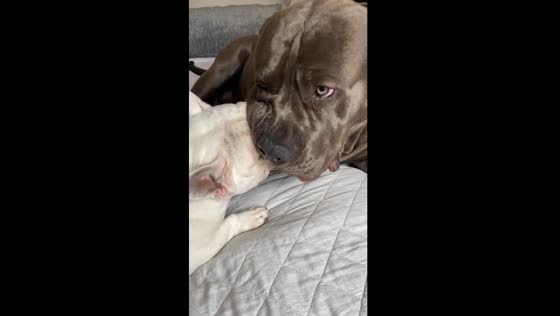 Orange tug-of-war: feisty canine duel caught on camera in Rio de Janeiro