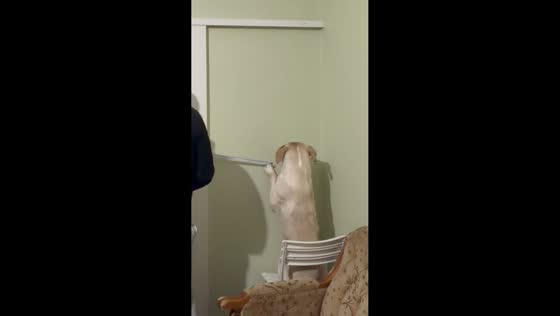 Labrador helps measure tape in playful moment in Athens, Greece