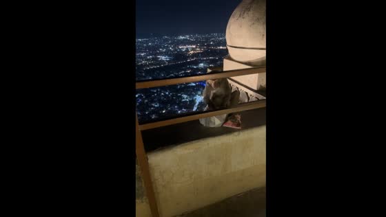 Monkey mischief: thieving primate raids and ravages in Jaipur, India