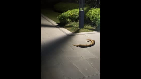Two weasels wrestle on pavement in Zhejiang, China