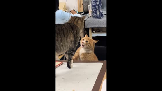 Cats engage in funny interaction in Sichuan, China
