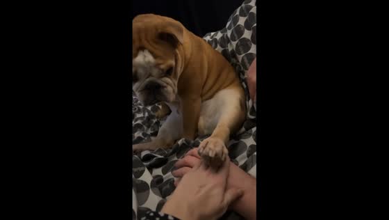Dog joins bonding moment by resting hind leg on owners' united hands in Wrexham