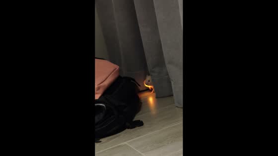 Hamster carries glowing light in dark room in Shaanxi, China