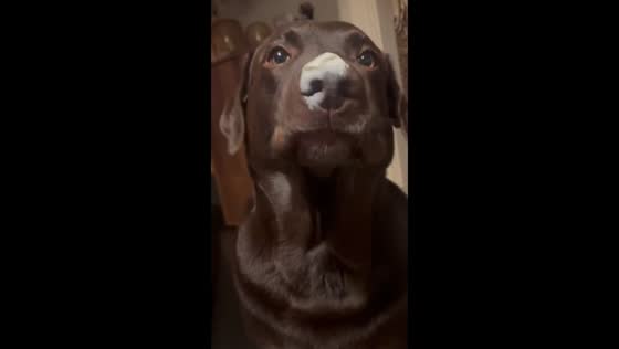 Dog enjoys yogurt treat in Klundert, Netherlands