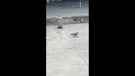 Turtle hilariously chases persistent pigeon in Salta, Argentina
