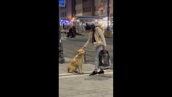 Street dog offers paw during petting in Istanbul, Turkey