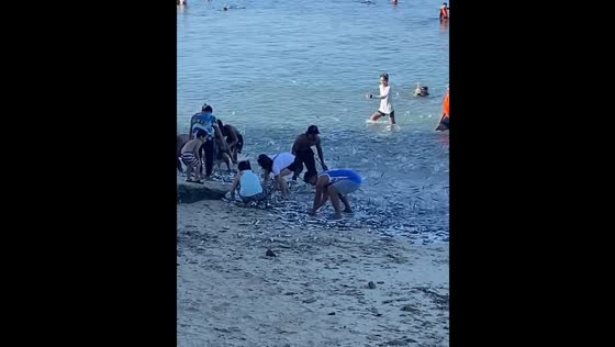 Masses of fish gather on shore in Moalboal, Cebu