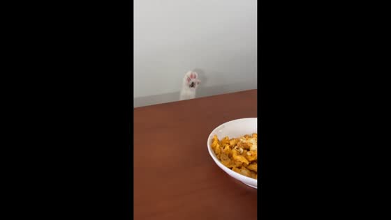 Polite cat slowly raises paw and peeks at table in Fujian, China
