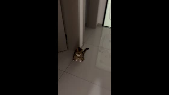 Cat sits in unusual squat-like position in Jilin, China