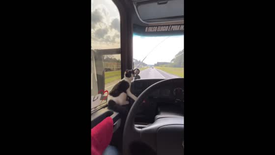 Cat rides on truck door during drive in Jacarezinho, Brazil