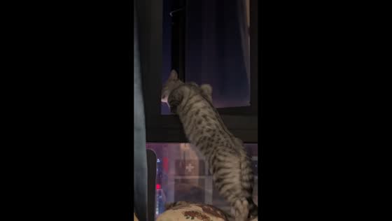 Cat watches people arguing outside from window in Jiangxi, China