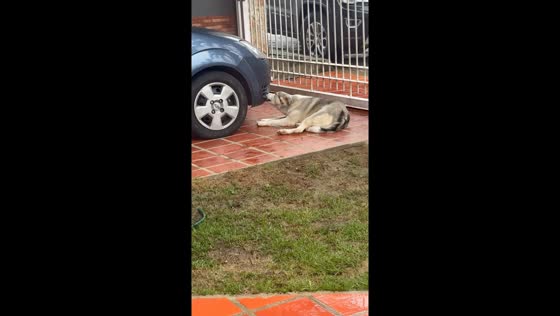 Dog caught biting car bumper in Caracas, Venezuela