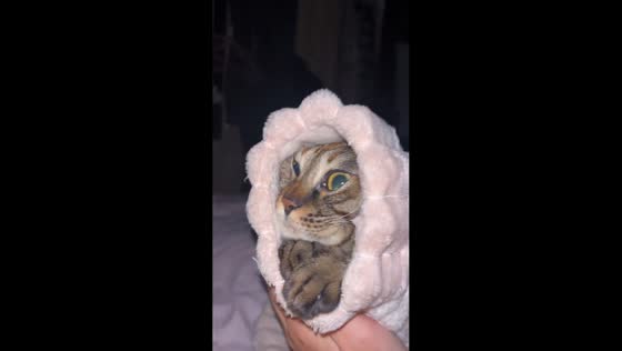Cat found stuck under blanket after owner calls it in Zhejiang, China