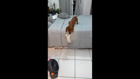 Dachshund gently pulls kitten onto bed in San Miguel de Tucumán, Argentina