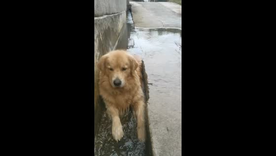 Golden retriever calmly relaxes in flowing gutter in Guangdong, China