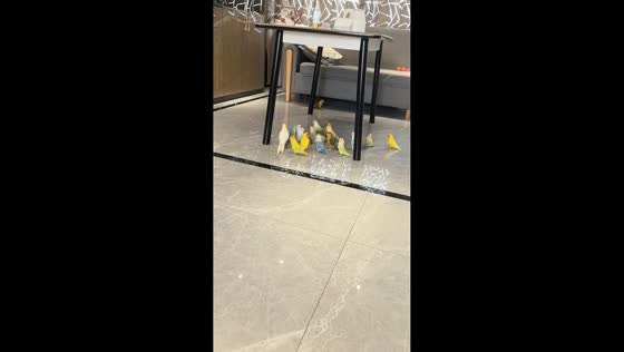 Parrots gather under the table in Guangdong, China