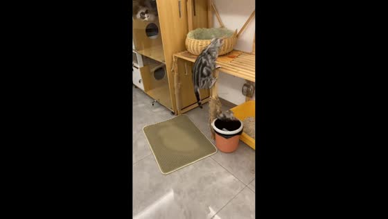 Mother cat accidentally drops kitten into trash can in Zhejiang, China